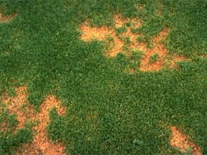 anthracnose image2