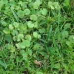 Mauvaises herbes gazon : comment les identifier ?
