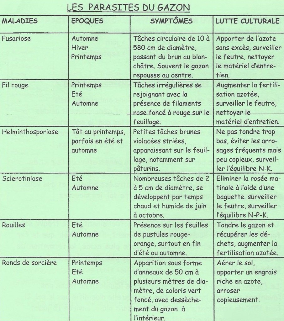 les principales maladies du gazon