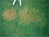 L’anthracnose