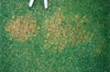 L’anthracnose