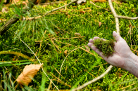 Comment entretenir un gazon dense toute l’année ?