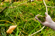 Comment entretenir un gazon dense toute l’année ?