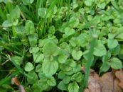 Comment supprimer les mauvaises herbes dans le gazon ?