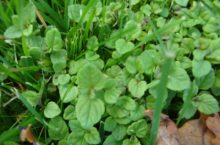 Comment supprimer les mauvaises herbes dans le gazon ?