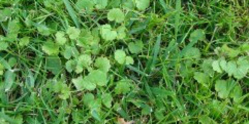 Mauvaises Herbes Dans Le Gazon