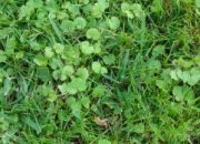Mauvaises herbes gazon : comment les identifier ?