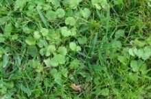 Mauvaises herbes gazon : comment les identifier ?