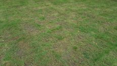 Doit-on fertiliser le gazon chaque année avec des engrais ?