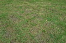 Doit-on fertiliser le gazon chaque année avec des engrais ?